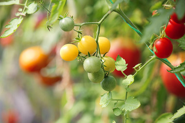 Colorful cherry tomatoes on a branch, abstract background. Texture, variety of fresh organic tomatoes. Selective focus, side view, close-up.