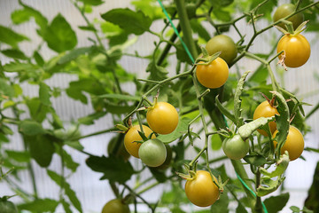Yellow cherry tomatoes on a branch, abstract background. Layout for design. Selective focus, side view, close-up.