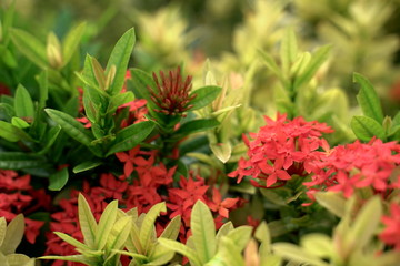 Garden decoration wallpaper