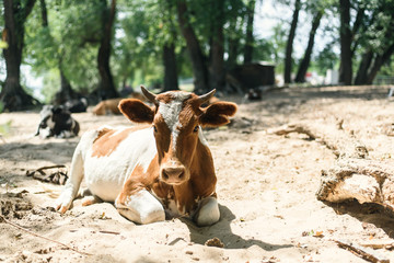 cute cow lies on a pasture outdoors and looks at the camera. Pasture of bulls, cows and calves