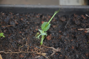 Plantas
