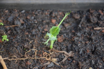 Plantas