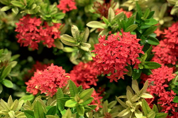 Garden decoration wallpaper