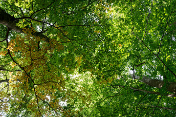 Natural Forest of Beech