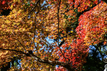A tree with yellow and red leaves with the  bright blue sky  in Autumn