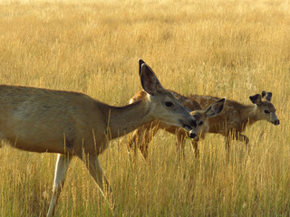 Mom funny ears And Me