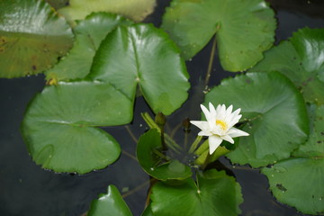 Garden decoration wallpaper