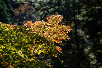 A tree with yellow and red leaves with the bright blue sky  in Autumn