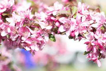 Pink and white flower blooms on tree branch