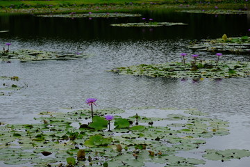 Survey a lotus field no.7