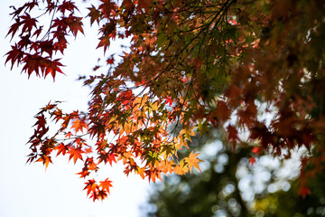 Red and yellow leaves of the Japanese maple tree  during Fall season in Kyoto Japan with colorful leaves and branches of the tree