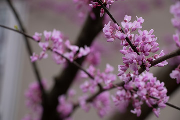 Purple and white flower blooms on tree branch