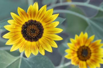 Two sunflower blooms with blurry background
