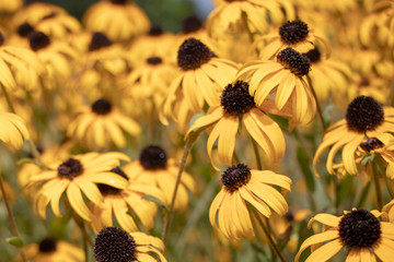 Yellow flower blooms in dying in garden