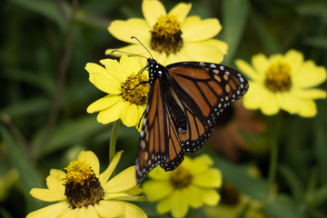 Monarch butterfly resting on yellow flower