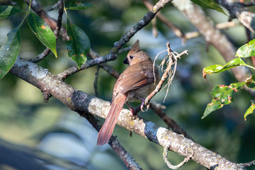 Juvenile norther cardinal female sitting on tree branch