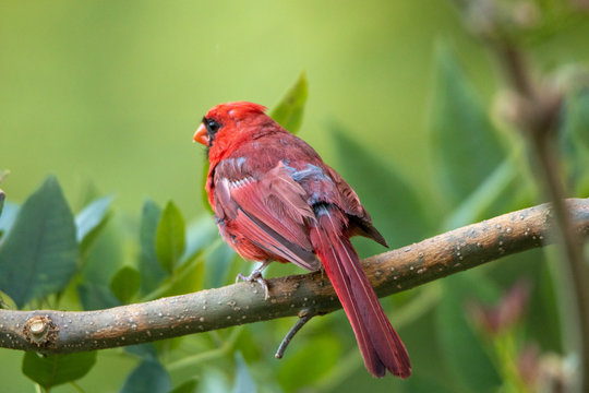 Northern American Cardinal sitting on tree branch