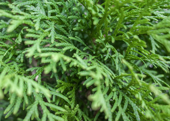 thuja leafs - green floral pattern, macro photography