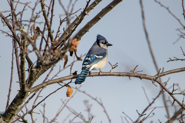 Bluejay sitting on tree branch facing right