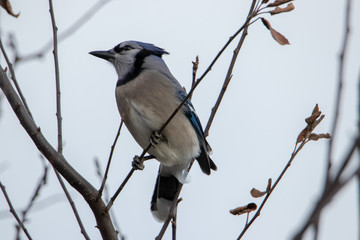 Fototapeta premium Bluejay sitting on tree branch facing left