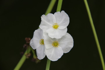 closeup of white flower