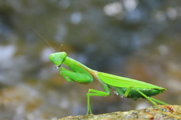 praying mantis on green background