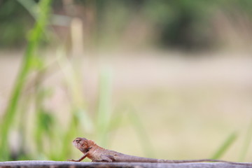 lizard on rock