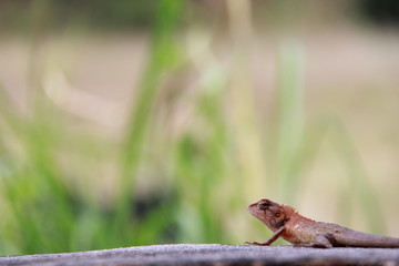 Obraz premium lizard on rock