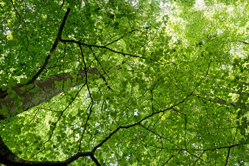 Natural Forest of Beech