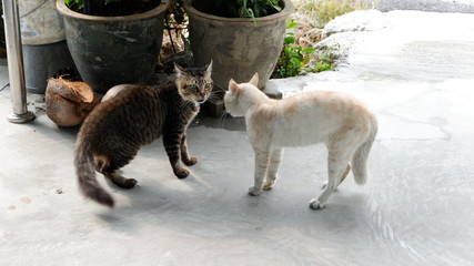 the cat fight © Mknace