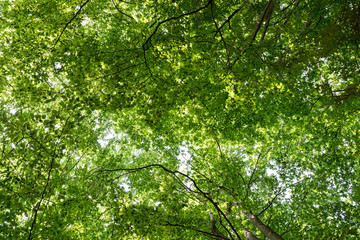 Obraz premium Natural Forest of Beech