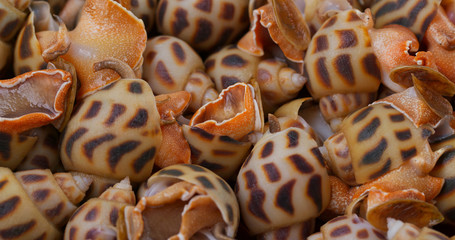 Uncooked raw fresh sea snail close up