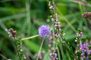 Small flower head of Devils Bit
