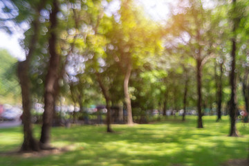 Fototapeta na wymiar defocused bokeh background of garden trees in sunny day
