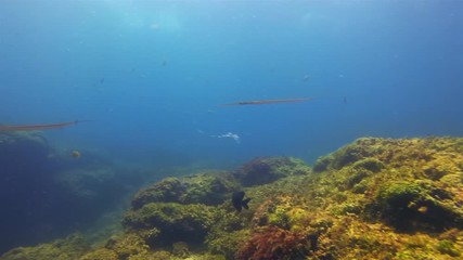 Pipefish School. Pipe Fish School Swimming Close Up In Colourful Coral Reef In Blue Sunlit Sea Water. Beautiful Graceful Peaceful Aquatic Marine Life & Underwater Fishes Group