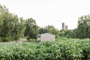 Farm Scene