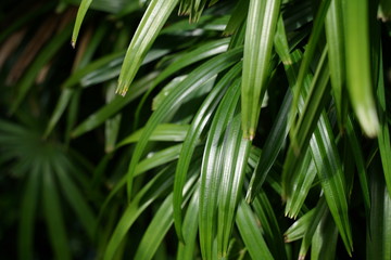 Garden decoration wallpaper