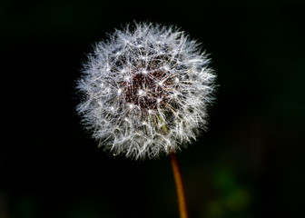 dandelion on black background