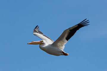 pelican in flight