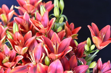 Fototapeta premium flower