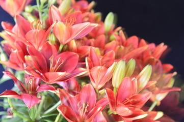 Fototapeta premium flower