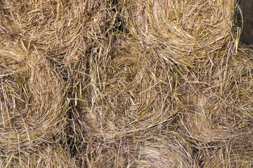 Round bale of Hay