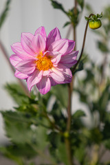 Beautiful pink chrysanthemum flower, summer day.