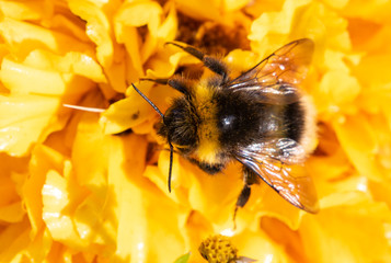 Bumblebee sits on a yellow flower.