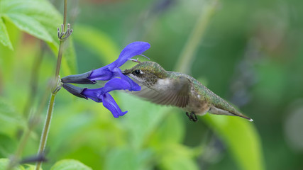 Anthers on the Head, Stigma Above