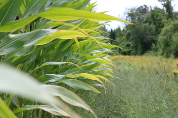 green grass and blue sky in a field