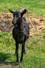 Black goat in the grass, nature landscape summer day.
