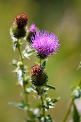 Bud of thistle buds and flowers on a summer field. Jagged green leaves and stalk. Blurred background. Thistle flowers are a symbol of Scotland.