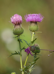 Bud of thistle buds and flowers on a summer field. Jagged green leaves and stalk. Blurred background. Thistle flowers are a symbol of Scotland.