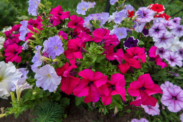 Bright petunia flowers in the flowerbed, summer natural park.